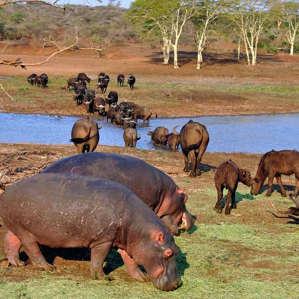 Hippopotamus hippo Lake St. Lucia Wetland Park South Africa Photograph Print