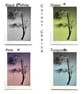 Fine Art Photograph Pine Branch - A4 - Choice of Four Colours - Image 10