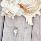 Real winkle seashell preserved in silver, pendant necklace