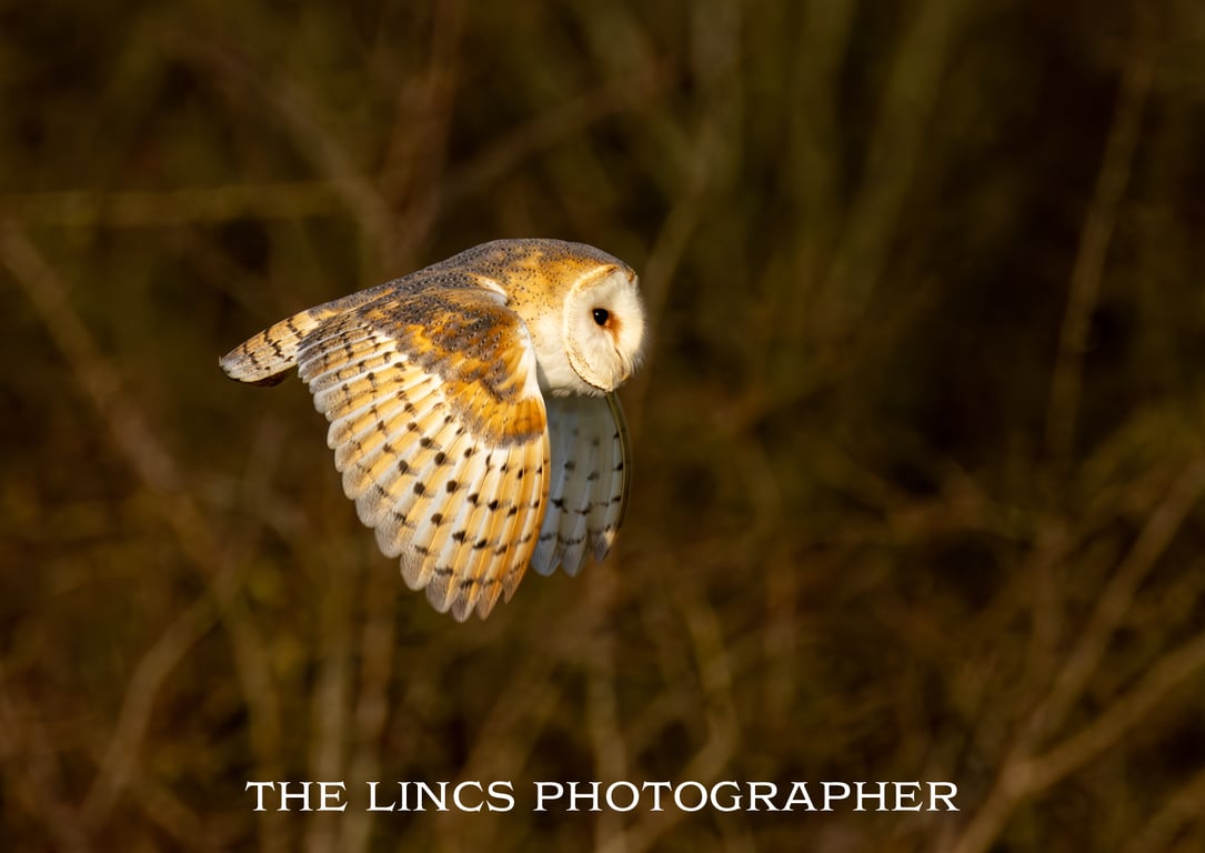 Barn Owl print (Limited edition of 10)