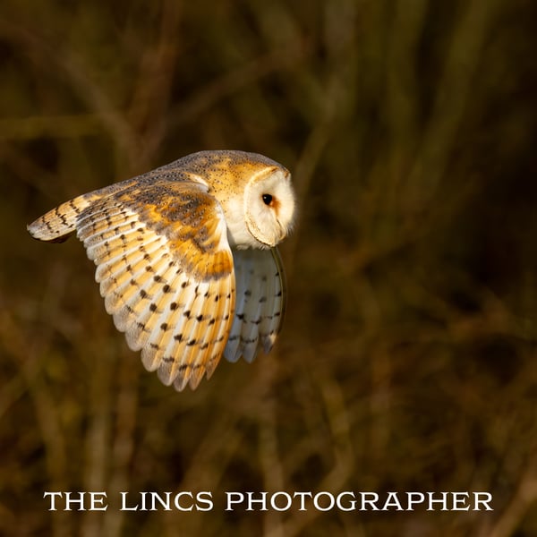 Barn Owl print (Limited edition of 10)