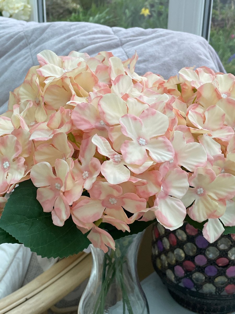 Peachy pink hydrangea flower stem