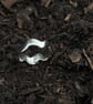 Shoreline ring - Image 4