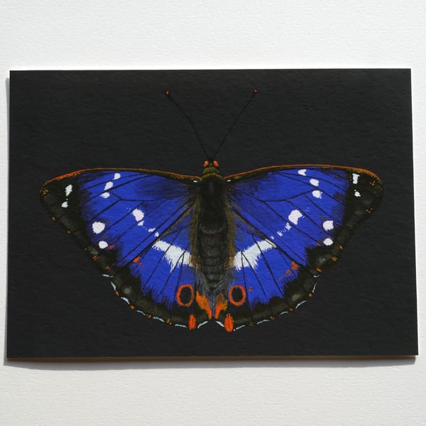 Purple Emperor Butterfly Giclée Print