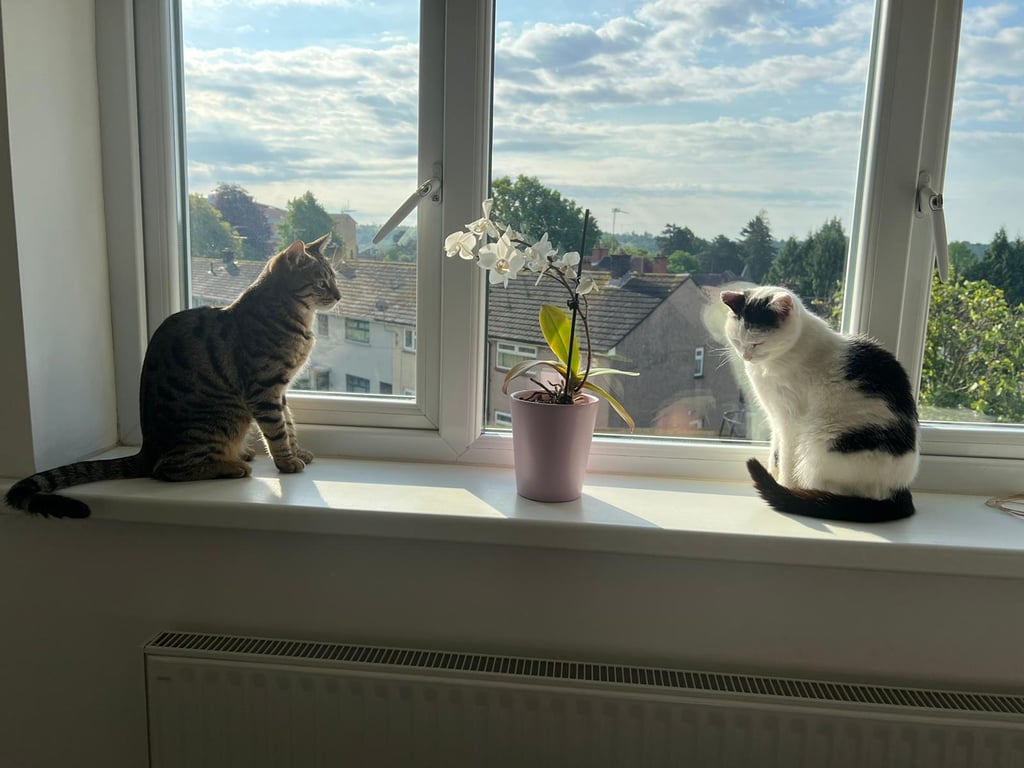 The Little Bengal Co