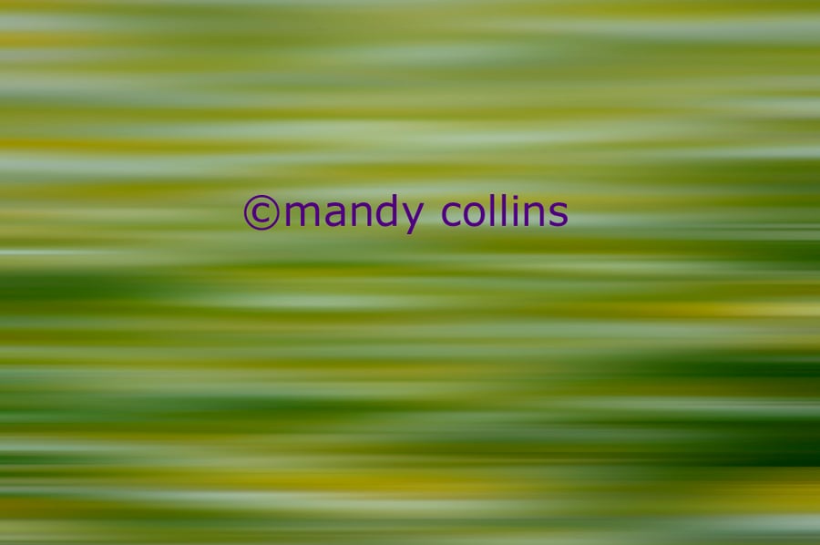 'Chamomile Calm' - A4 Archival Matte print