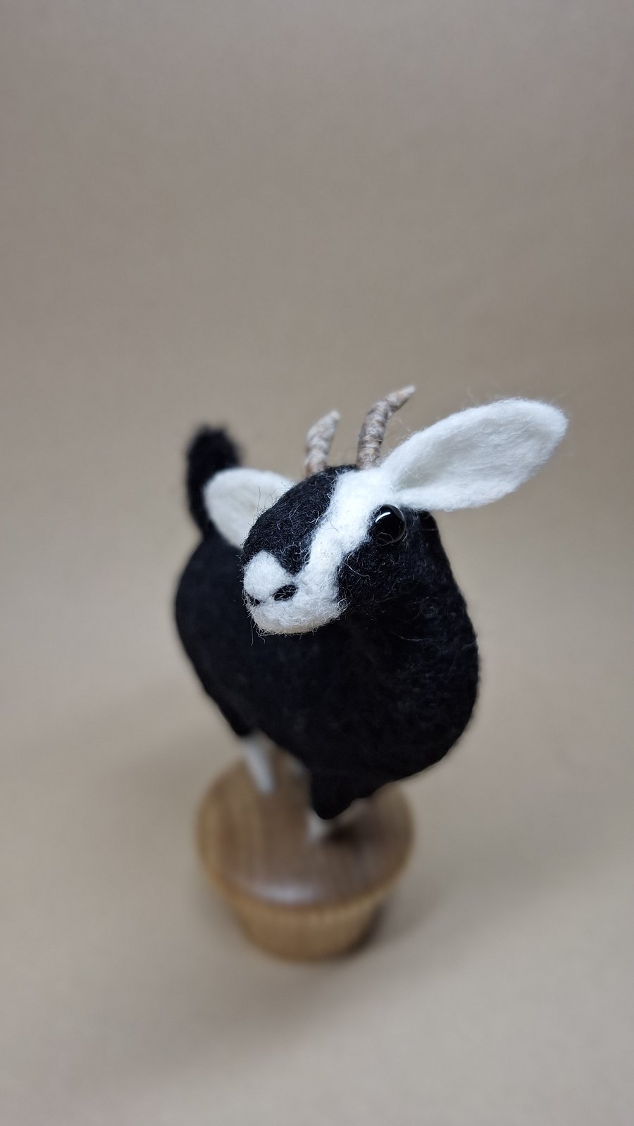 Knob Goat - Black & White