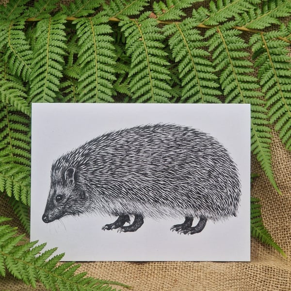 European hedgehog card