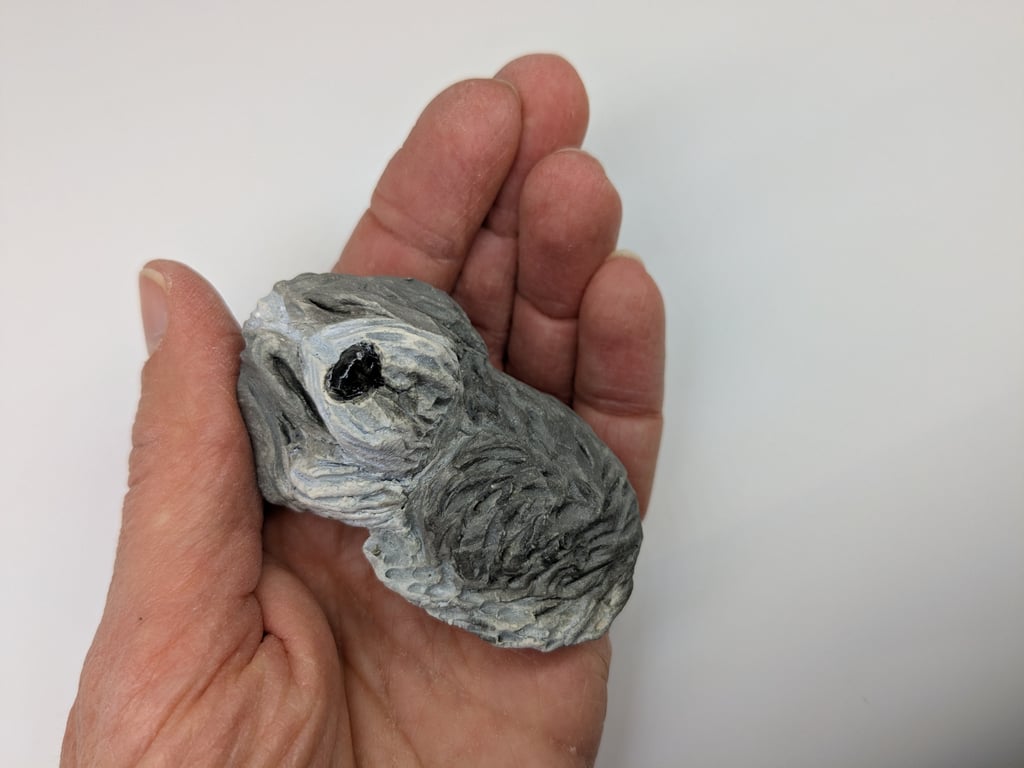 Mini Curled Bearded Collie