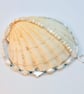 Mother Of Pearl Butterfly Necklace, June Birthstone, Bridal, Anniversary Gift - Image 5