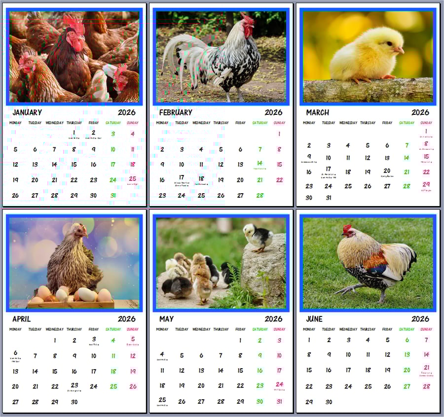 2026 Chickens Hanging Wall Calendar Each month A4 Size 
