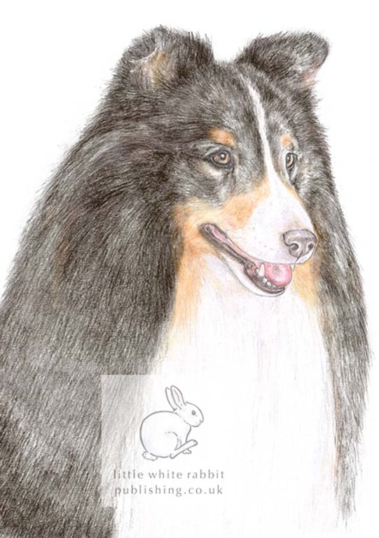 Kitty the Shetland Sheepdog - Blank Card