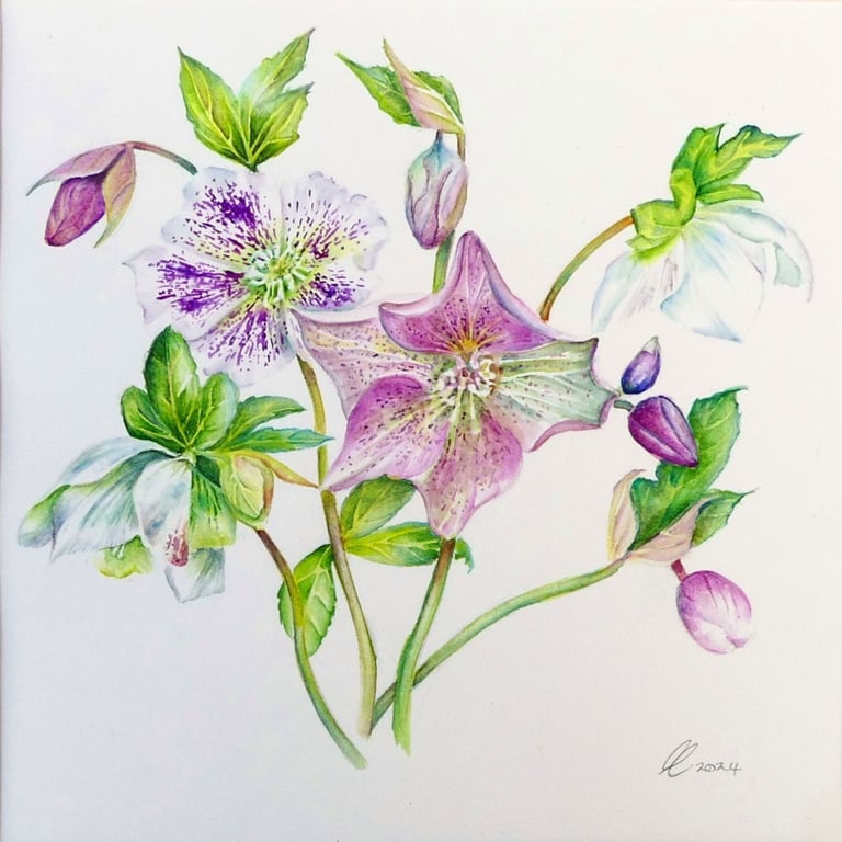 Hellebores Framed Original Botanical Watercolour Painting