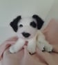 Jack Russell Puppy, dotpebblesknits knitted design