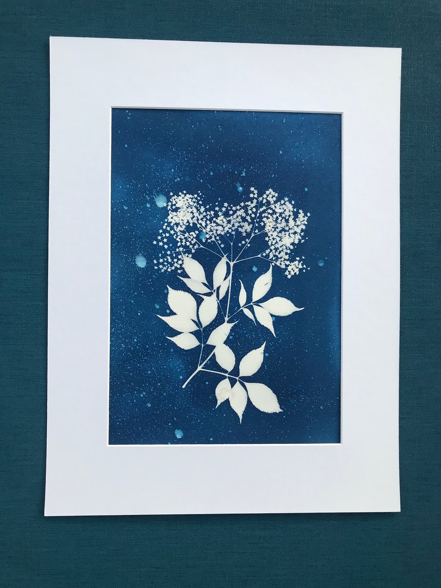 Botanical Art, Original Art, Elderflower.