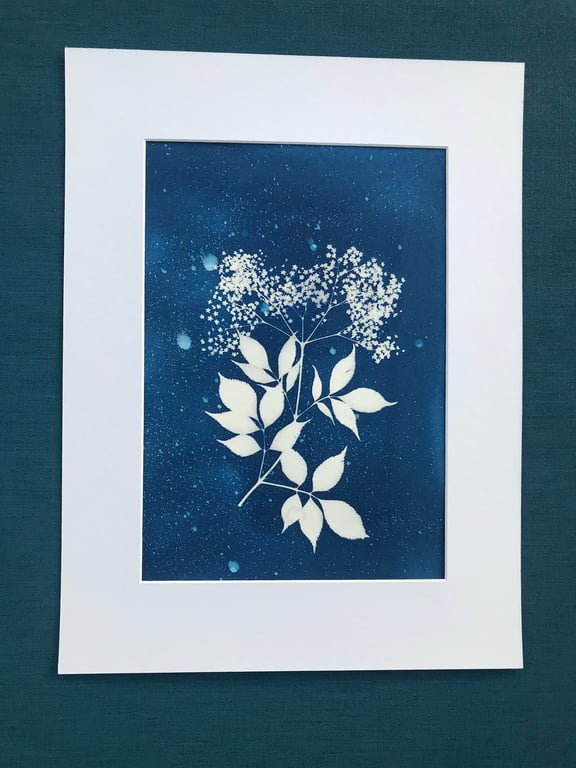 Botanical Art, Original Art, Elderflower.
