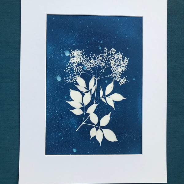 Botanical Art, Original Art, Elderflower.