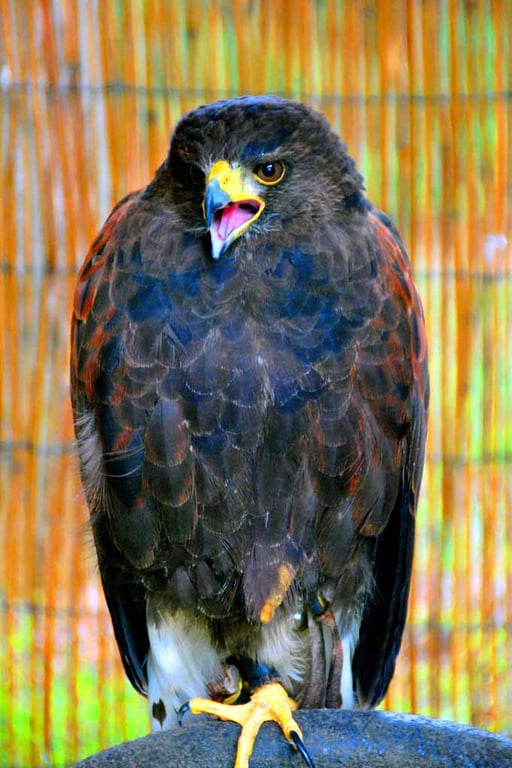 Harris Hawk Bird Of Prey Photograph Print
