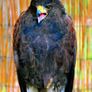 Harris Hawk Bird Of Prey Photograph Print