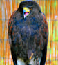 Harris Hawk Bird Of Prey Photograph Print - Image 1