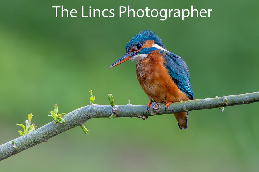 Kingfisher print (Limited edition of 10)
