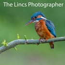 Kingfisher print (Limited edition of 10)