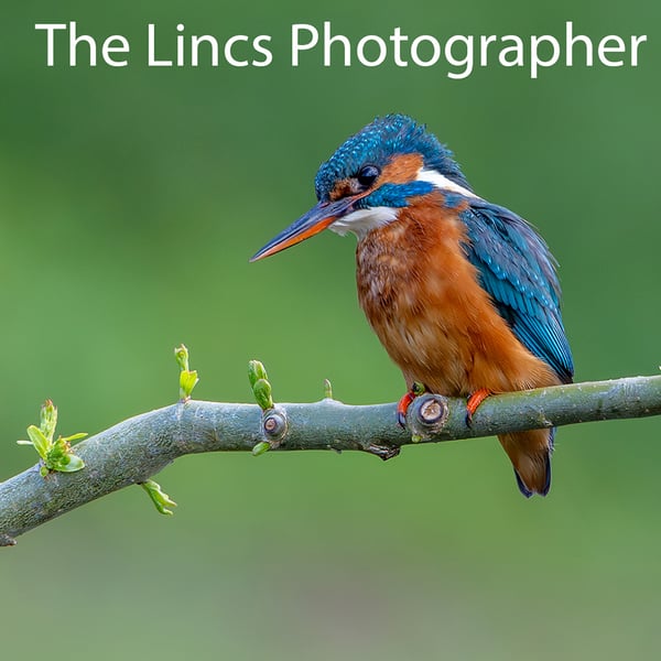 Kingfisher print (Limited edition of 10)