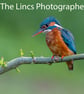 Kingfisher print (Limited edition of 10)