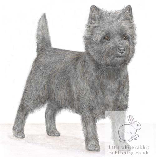 Maddie the Cairn Terrier - Blank Card
