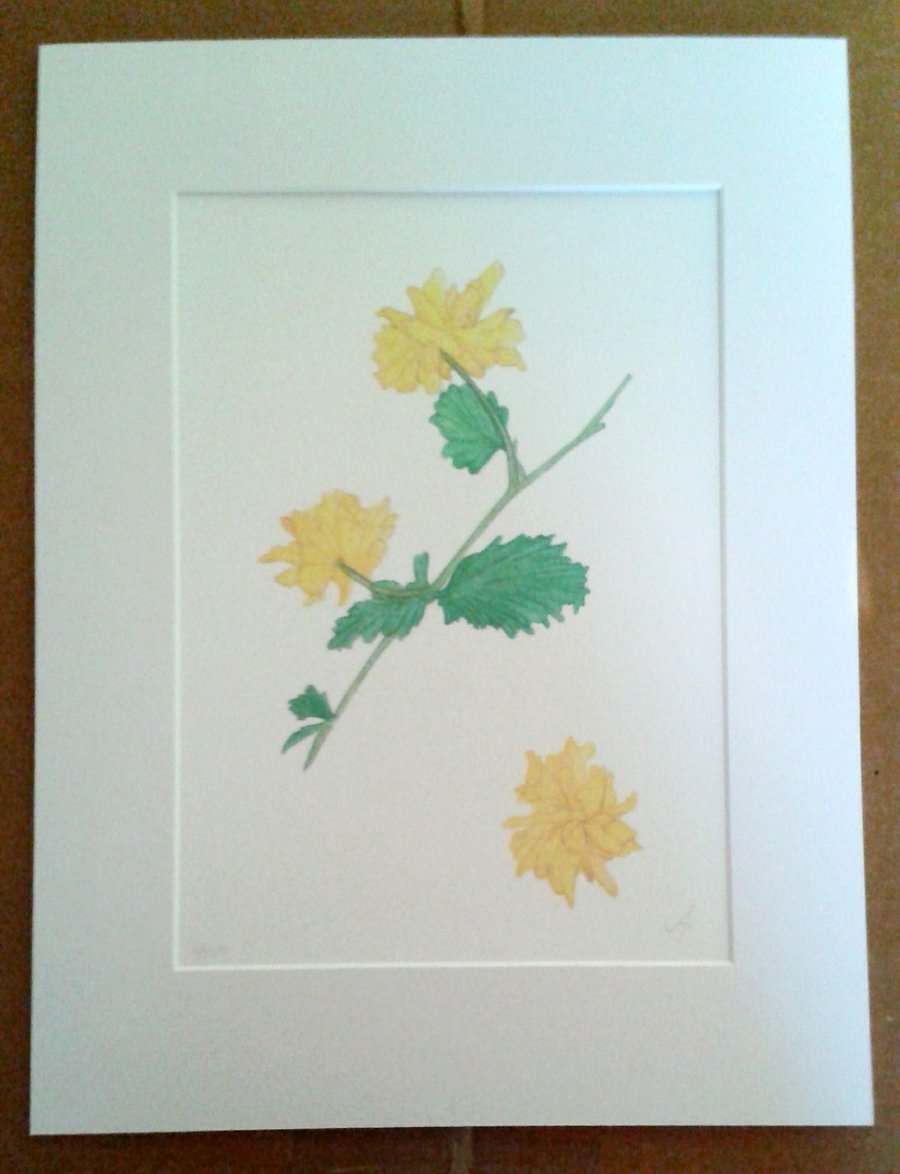 Kerria, yellow flower limited edition botanical art mounted print and A6 cards