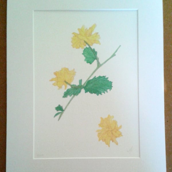 Kerria, yellow flower limited edition botanical art mounted print and A6 cards