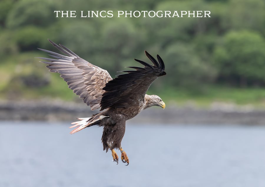 White Tailed Eagle in flight print (Limited edition of 10)