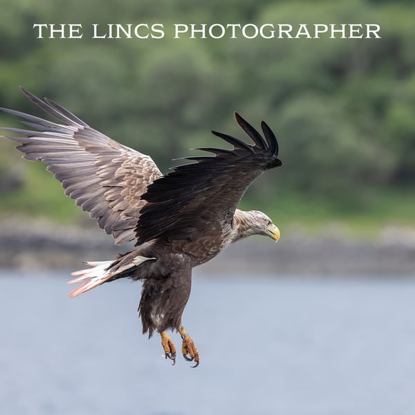 White Tailed Eagle in flight print (Limited edition of 10)