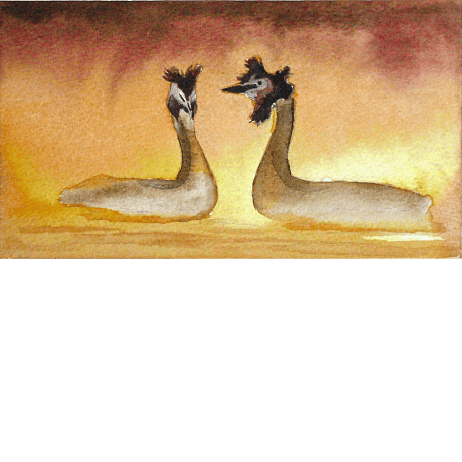 Great Crested Grebe. Original watercolour.