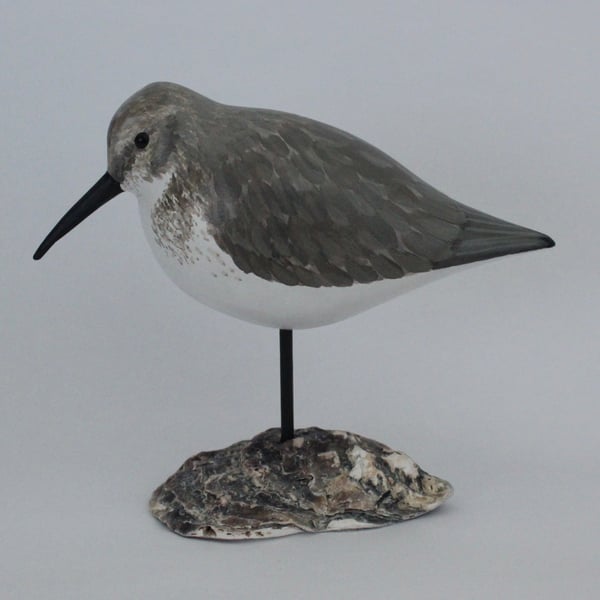 Dunlin on oyster shell