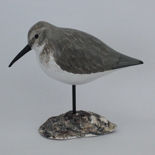 Dunlin on oyster shell