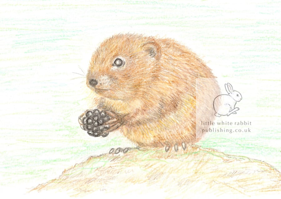 Water Vole - Blank Card
