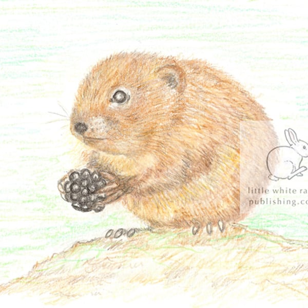 Water Vole - Blank Card