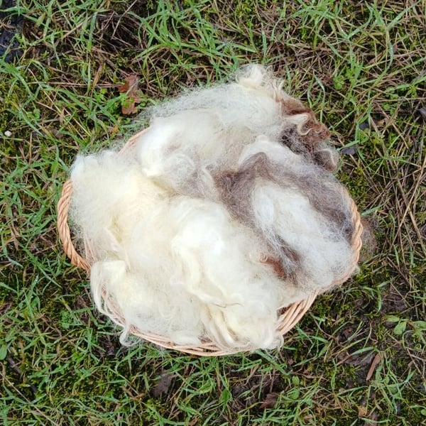 Jacob fleece 50g
