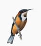 Fine Art Giclée Print Eastern Spinebill Australian Bird