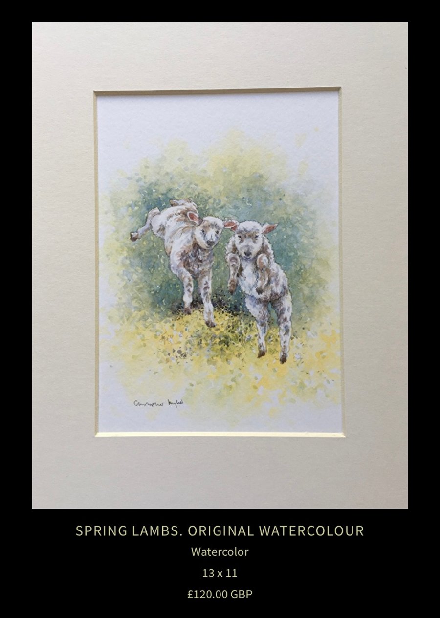 Spring Lambs . Chipping Campden . The Cotswolds. Watercolour painting 