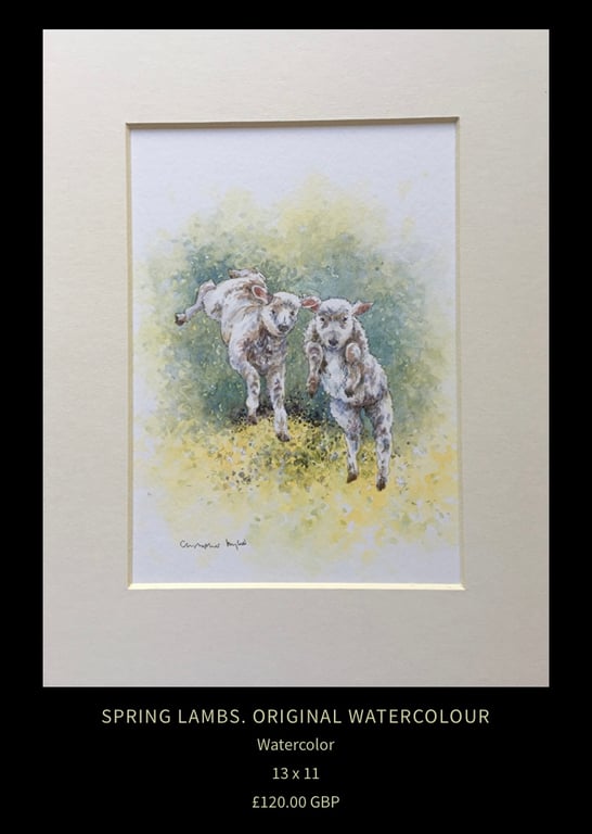 Spring Lambs . Chipping Campden . The Cotswolds. Watercolour painting 
