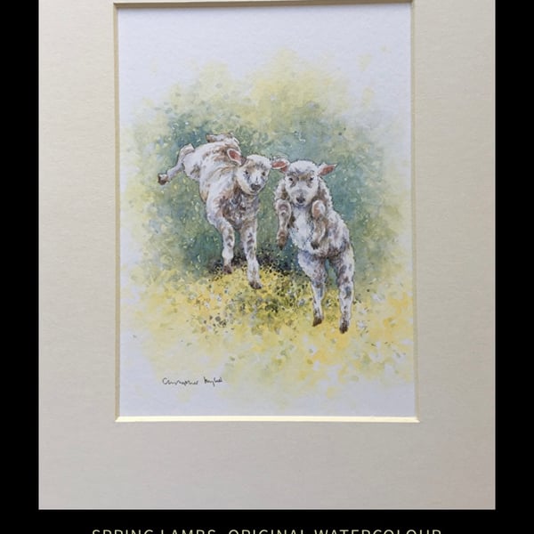Spring Lambs . Chipping Campden . The Cotswolds. Watercolour painting 
