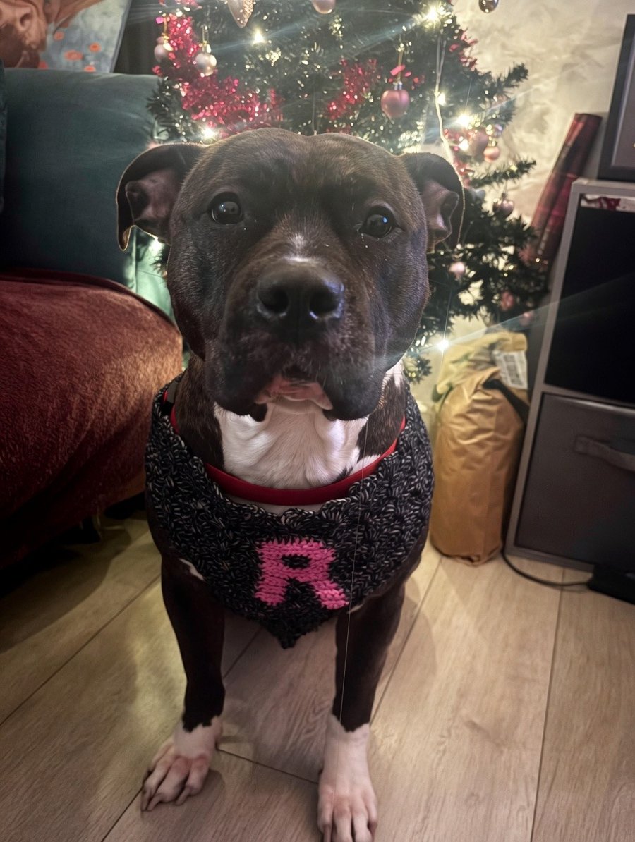Personalised Dog Neck Bandana 