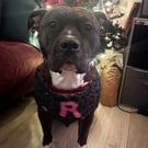 Personalised Dog Neck Bandana 
