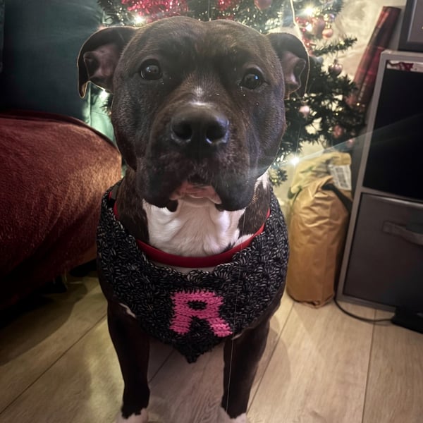 Personalised Dog Neck Bandana 