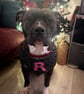 Personalised Dog Neck Bandana 
