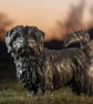Standing Norfolk Terrier Dog Statue Large Bronze Resin Garden Sculpture - Image 3