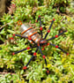 Hanging Glass Beaded Spider Decor - Image 5