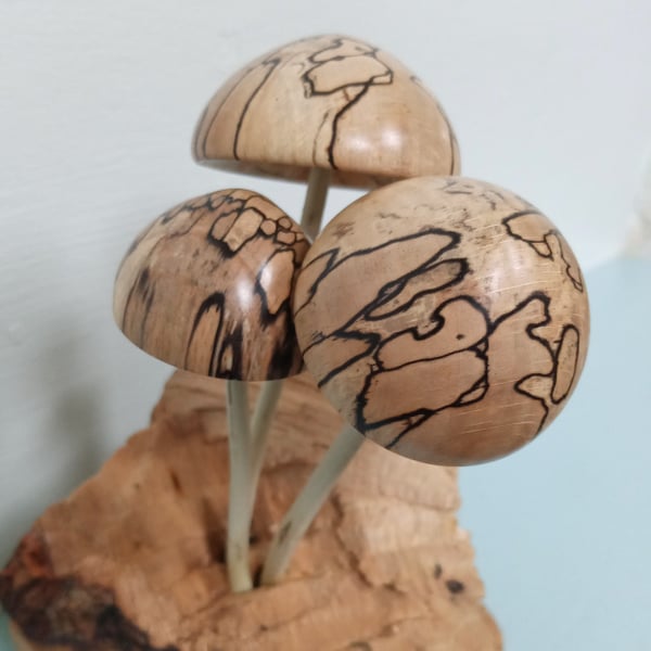 Toadstool Sculpture on Sycamore